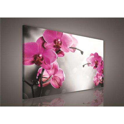 Obraz na plátně Růžová orchidej 100 x 75 cm