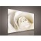 Obraz na plátně Bílá růže 100 x 75 cm
