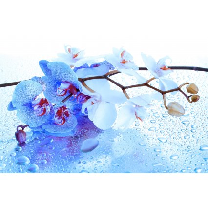 Fototapeta Modrá orchidej